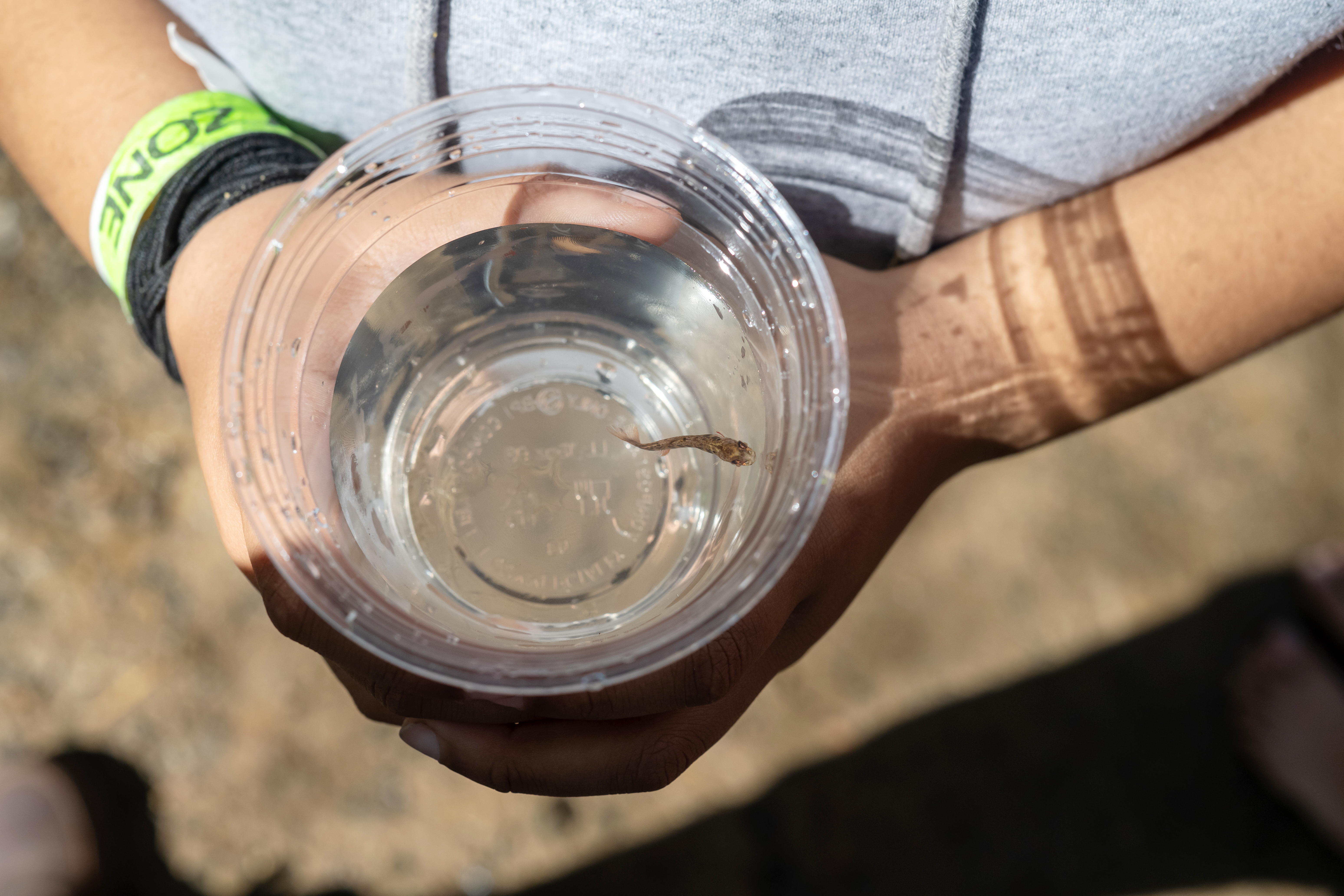 A close up of the clear biodegradable plastic cup holding a fry. The young fish, only a couple of inches long, swims toward the cup's edge.
